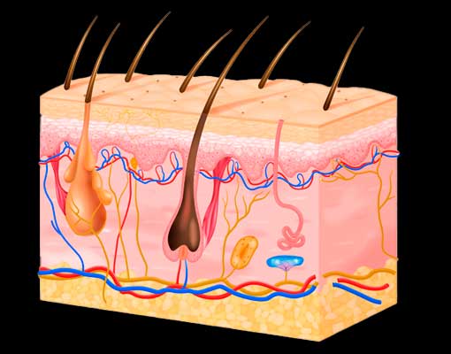 couro cabeludo visao cientifica | Dra. Aneliza Vittorazzi especialista em medicina regenerativa, alopecia androgenética e queimaduras